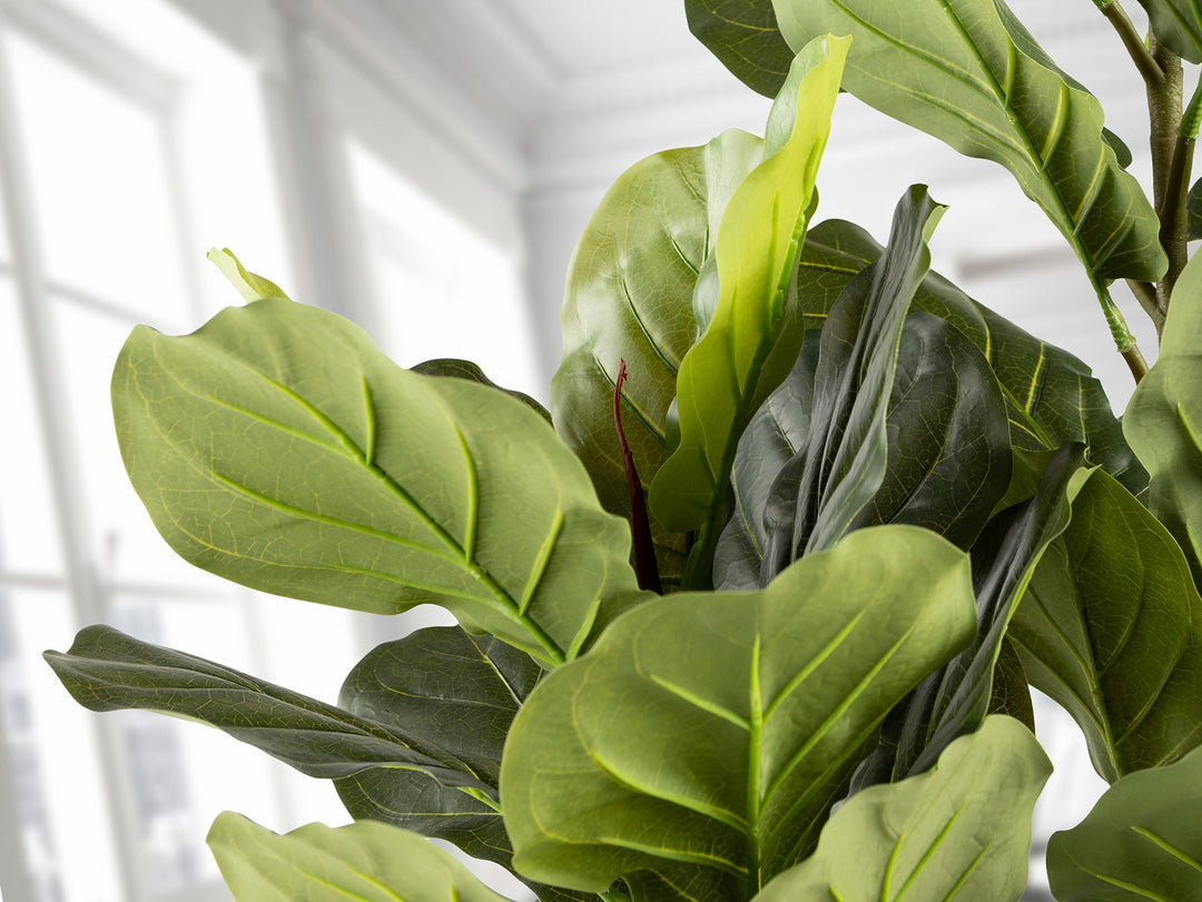 Planta artificiala Schuller Higuera Violin Ficus Lyrata 200 cm
