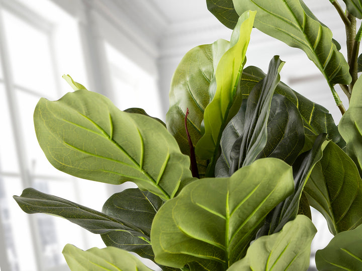 Planta artificiala Schuller Higuera Violin Ficus Lyrata 200 cm