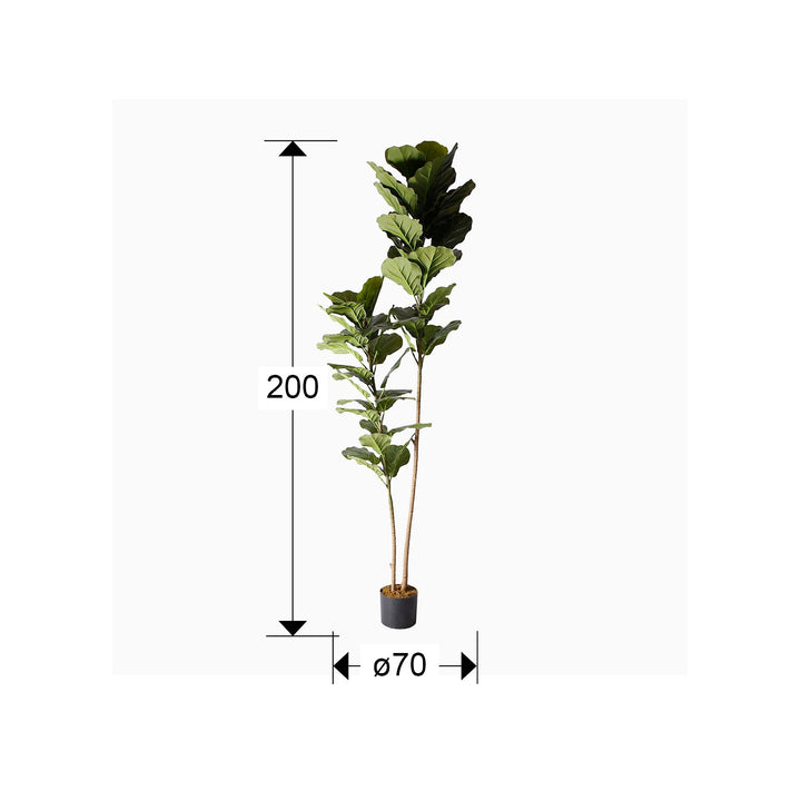 Planta artificiala Schuller Higuera Violin Ficus Lyrata 200 cm