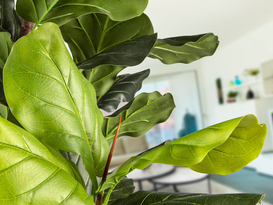 Planta artificiala Schuller Higuera Violin Ficus Lyrata 250 cm