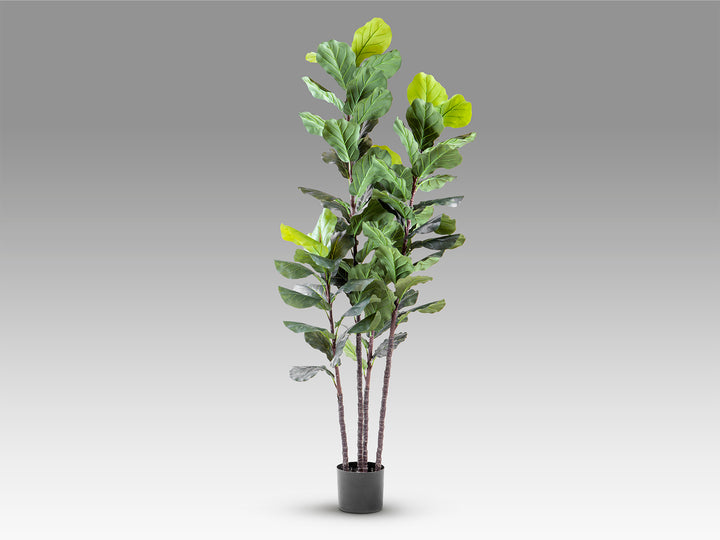 Planta artificiala Schuller Higuera Violin Ficus Lyrata 250 cm