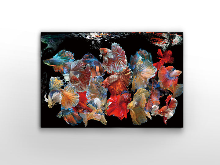 Tablou foto Schuller Peces Siam