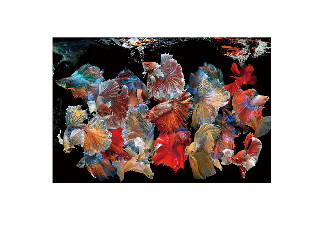 Tablou foto Schuller Peces Siam